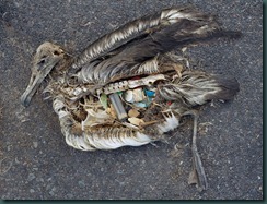 dead bird plastics