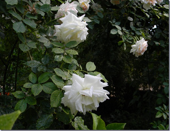 DSCN5712 DSCN5712