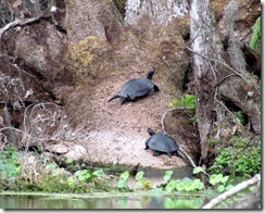 Silver River turtles
