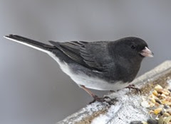 Presumed Cassiar Junco. Not the stark contrast between the head and nape and sides of breast. While some SCJU are dark, I do not see such birds that hsow marked contrast with the upperparts and with the sides.