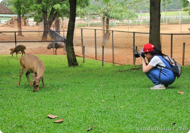 Chok Chai Farm Petting Zoo (6)