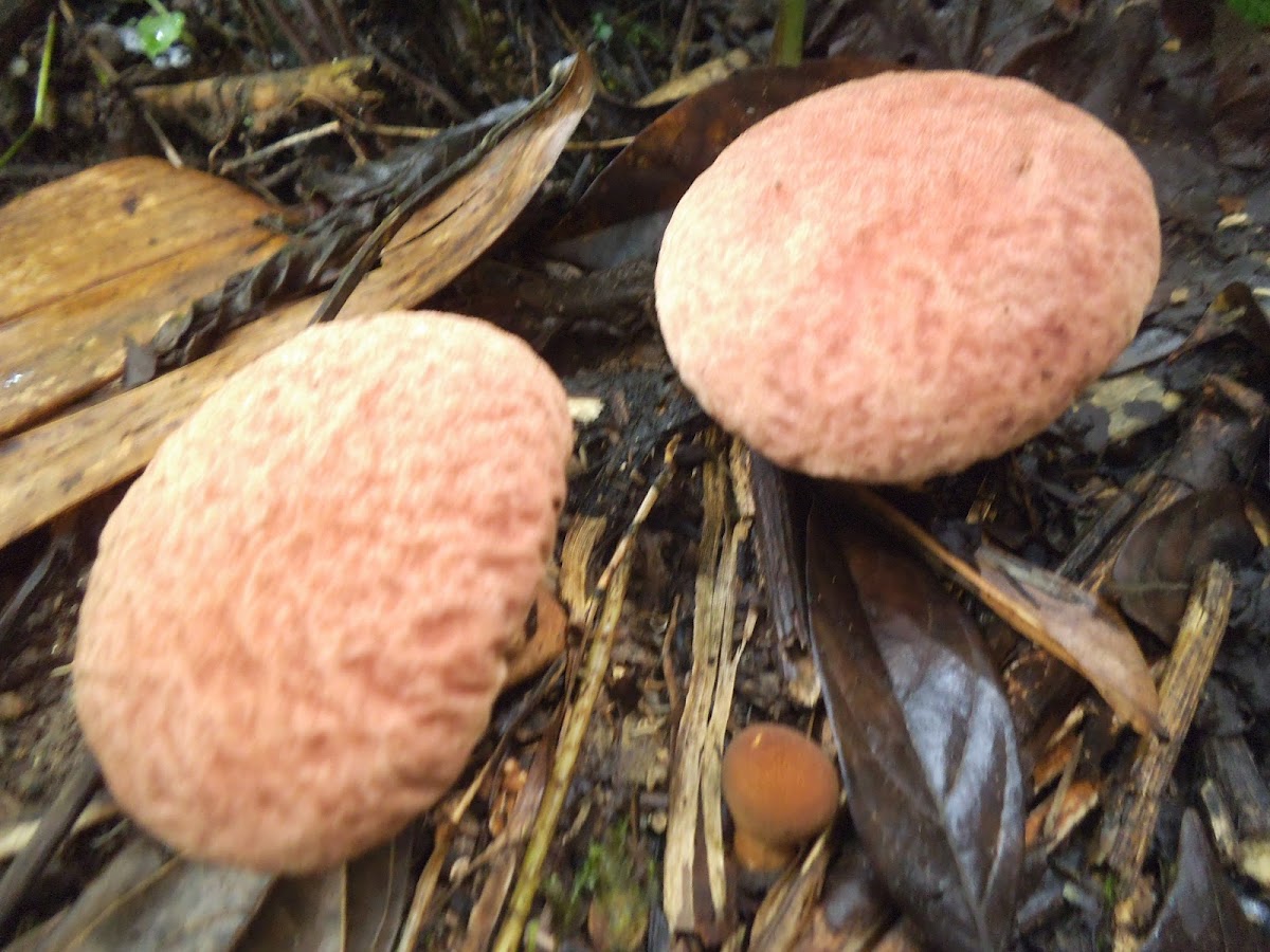 Brain shapped Calvatia