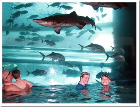 vegas pool sharks lite vegas pool sharks lite