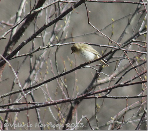 2-willow-warbler