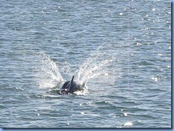 6926a Texas, South Padre Island - Osprey Cruises - Sea Life Safari  - Atlantic Bottlenose Dolphin