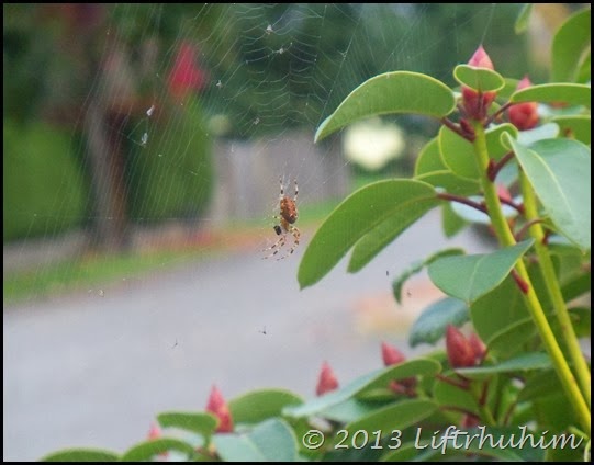 Spider spinning web!