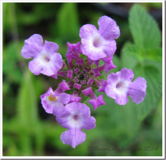 03-07-trailing-lantana