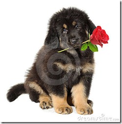 puppy-dog-flower-17285895