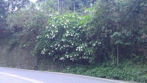 角板山-110
