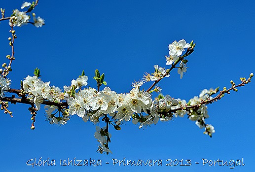 Glória Ishizaka - Primavera 2013 - 30