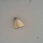 Black bordered lemon moth