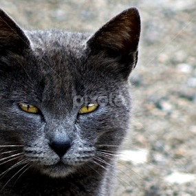 Urban Wildlife 1 by Breno Teixeira - Animals - Cats Portraits