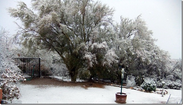 Palo verdes in snow 2-20-2013 6-05-05 PM 3616x2073 - Copy