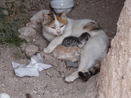 15. Pisica cu puii.JPG