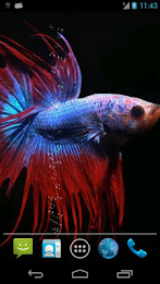 Betta Fish Live Wallpaper Free poster 1