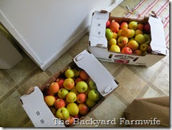 apple fritters - The Backyard Farmwife