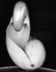 Edward Weston - Shell 1927