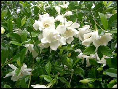 gardenia5