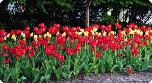 DSC_2939 DSC_2939