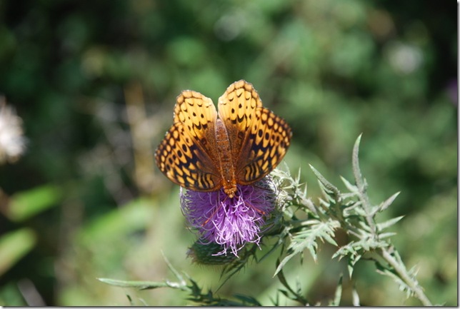 08-30-11 Shenandoah NP AT-HT 051