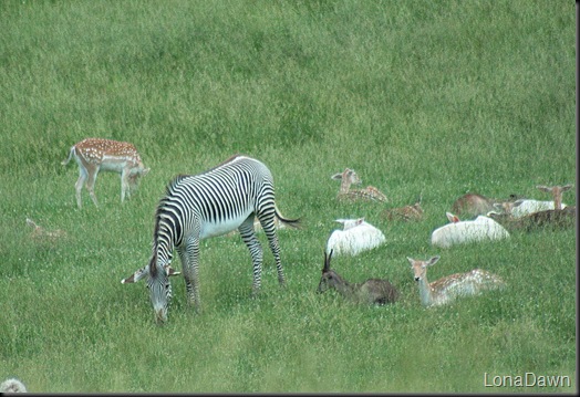 Safari_Zebra