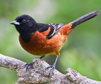Download mp3 suara burung oriole (icterus) download suara burung