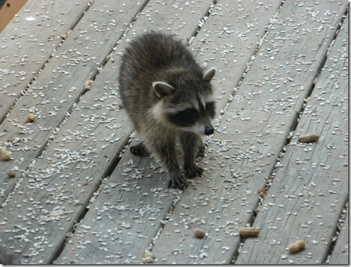 raccoons 2011 006