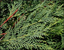 Leyland Cypress