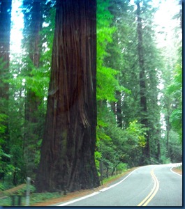Redwoods (15)