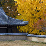 東大寺・紅葉(PK3_0335,68mm,F9,K3)2014yaotomi_.jpg
