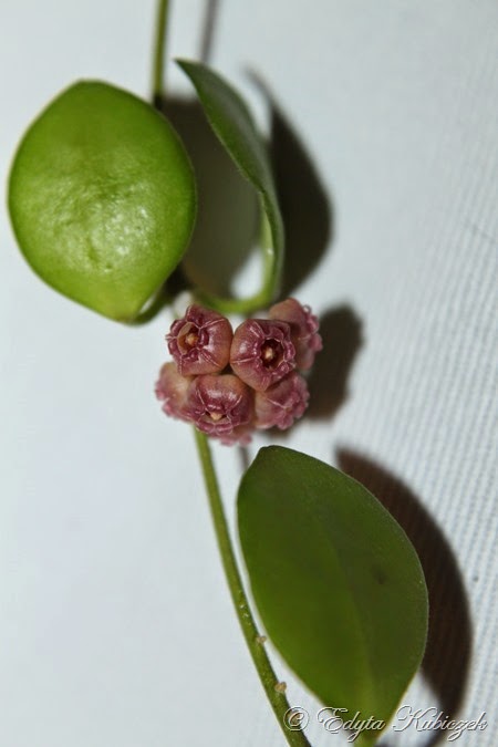 Hoya heuschkeliana PINK