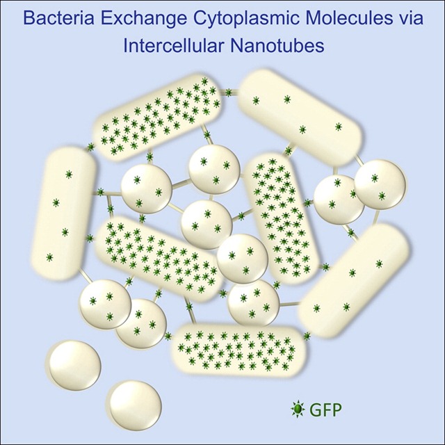 Nanotubos Bacterianos Biomedicina