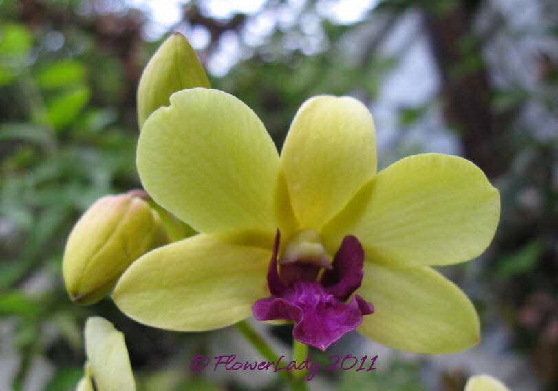 [12-09-orchids2%255B4%255D.jpg]