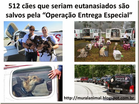 512 cães que seriam eutanasiados são salvos pela