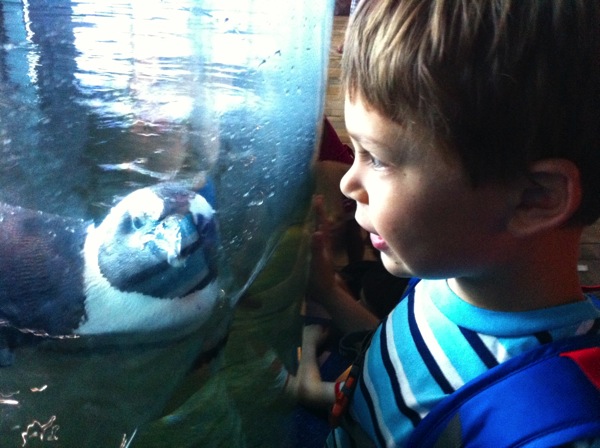 Monterey Aquarium penguin
