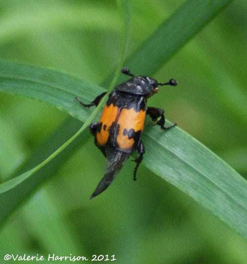 [8%2520secton-beetle-nicrophorus-vespiloides%255B2%255D.jpg]