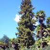 altissima sequoia.jpg