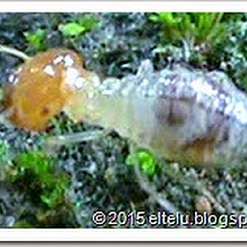 ELTELU: Sarang Rayap Memiliki Khasiat Dan Manfaat Untuk Mengobati Bibir Pecah-Pecah?