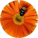 Image Google de Lucie Renard