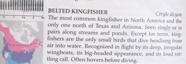 [kingfisher%2520info%255B2%255D.jpg]