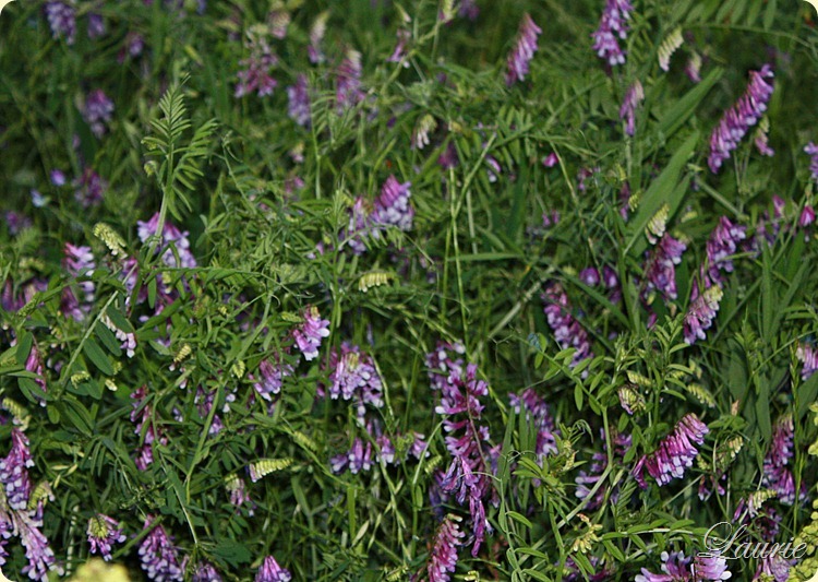 flowers purple