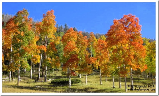 IMG_8079Aspens