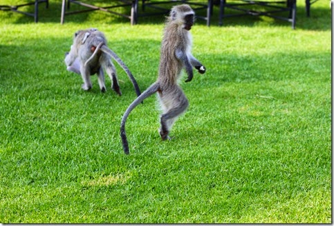 Quarterly report. Or 3 months in South Africa