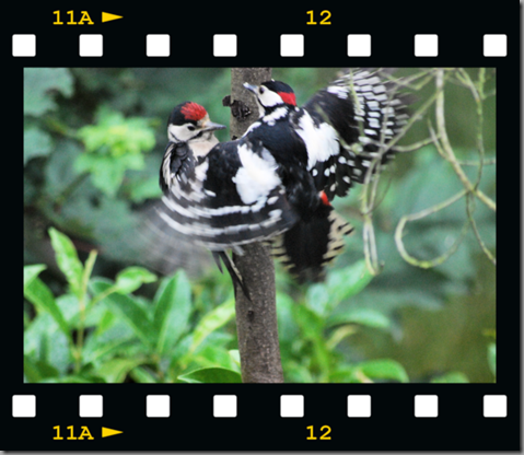 Male woodpecker feeding young 01 film png