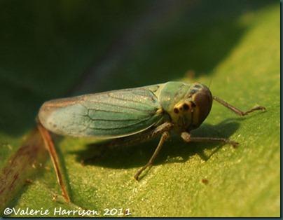 cicadella-viridis