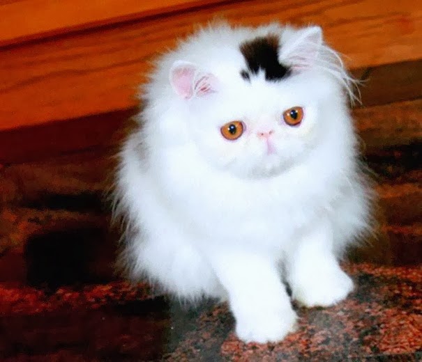 [gatos%2520con%2520manchas%2520cosasdivertidas%2520info%2520%25281%2529%255B2%255D.jpg]