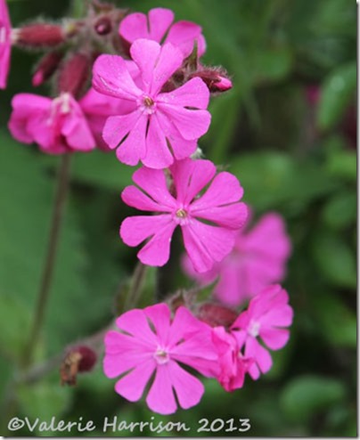 8-red-campion
