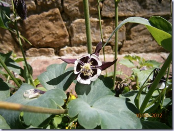 Giardino iris e rose 304