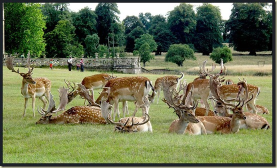 Fallow deer in the grounds of Charlecote Park