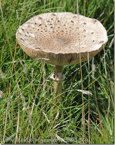 29-parasol-mushroom